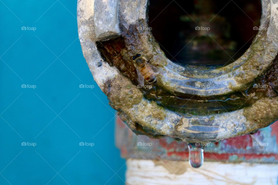 Water drop dripping from fire hydrant and a bee looking for water