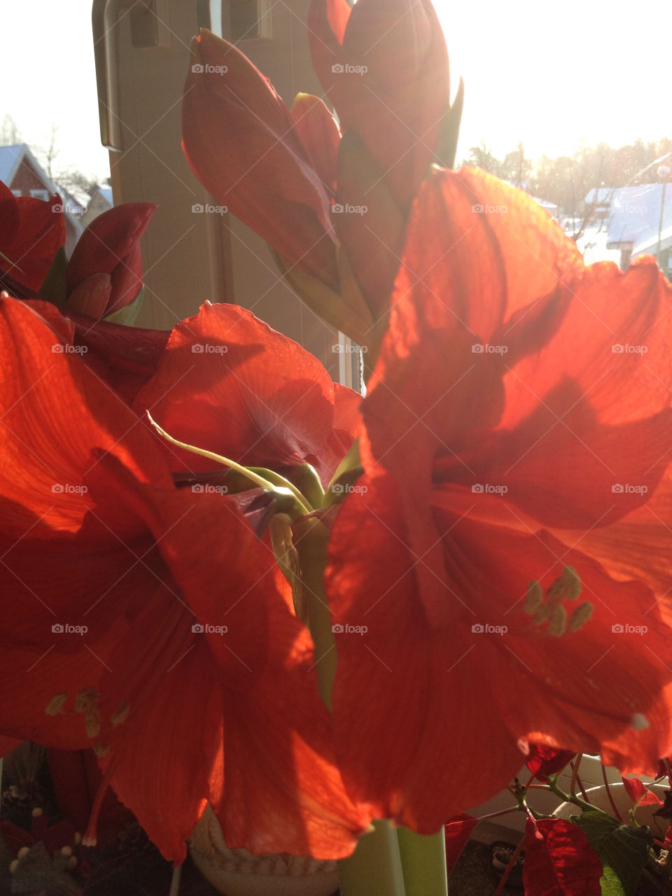 flower red amaryllis by liselott