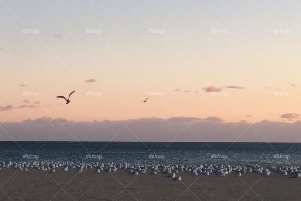 Bird, Beach, Sea, Water, Seagulls