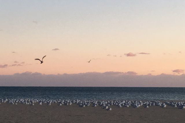 Bird, Beach, Sea, Water, Seagulls
