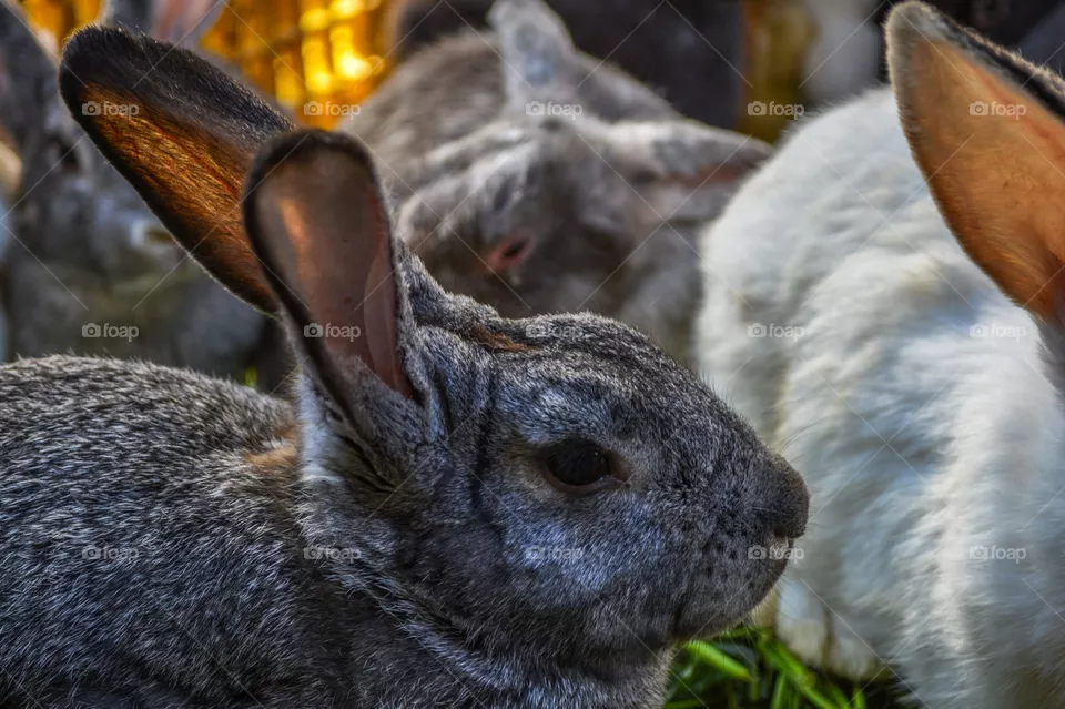Rabbit