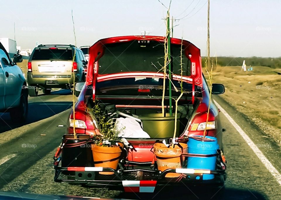 A car moving plants from A to B with the trunk open funny