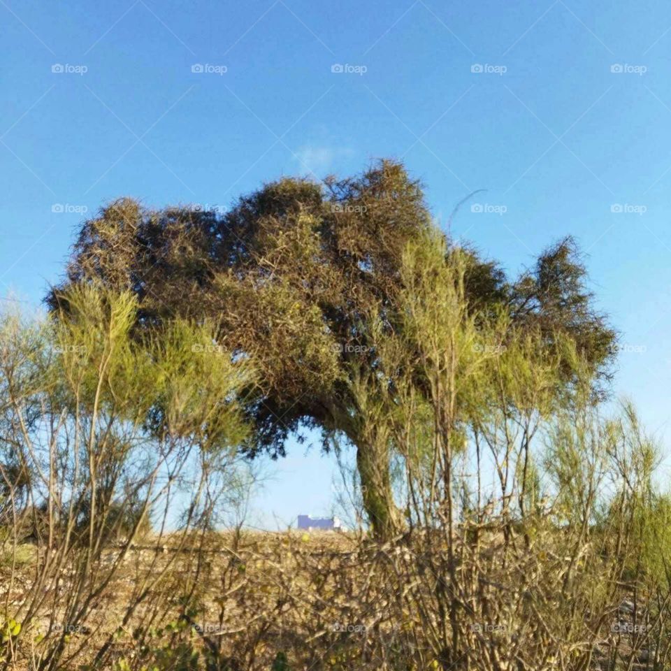 Argania spinosa tree at essaouira city in Morocco