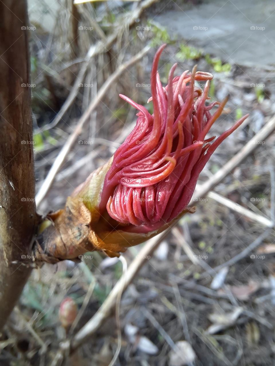 pink bud of tree peony