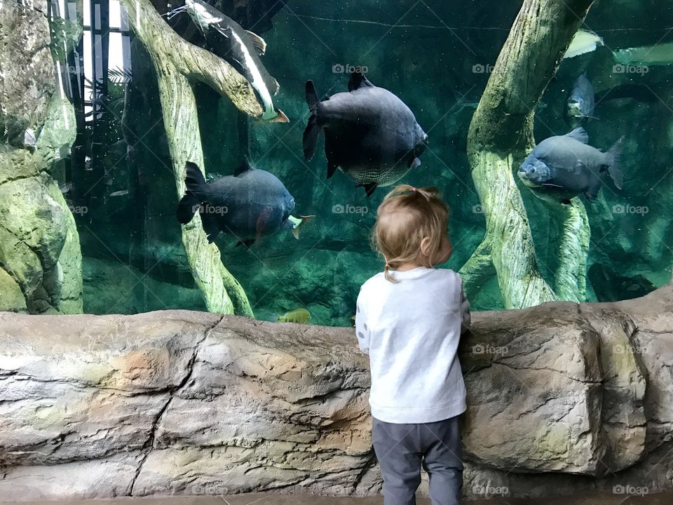 Little girl near the he aquarium with big fishes 