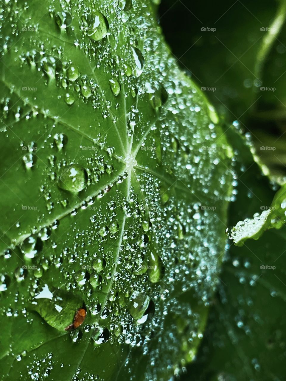 Water droplets bubbles splashes raindrops waterdrops plant green leaves leafs greenery botany phone photography rain shower rainy dew dewdrops wet outdoors nature storm 
