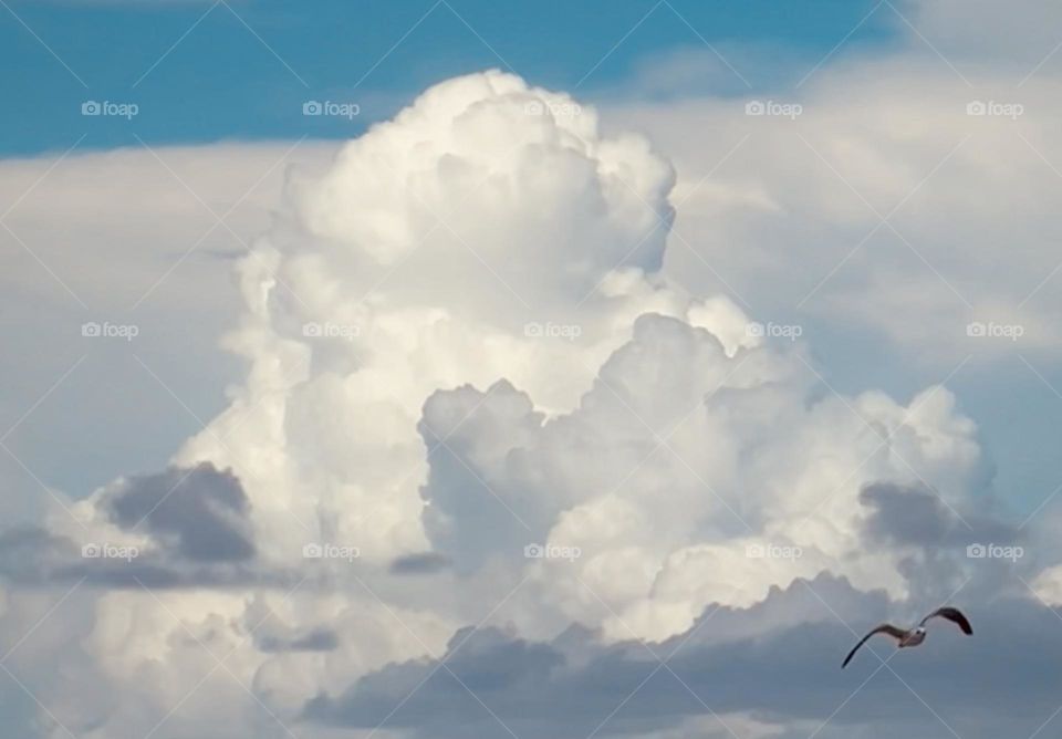 Editor’s choice. A lonely seagull flys away at the beach from the storm approaching. 