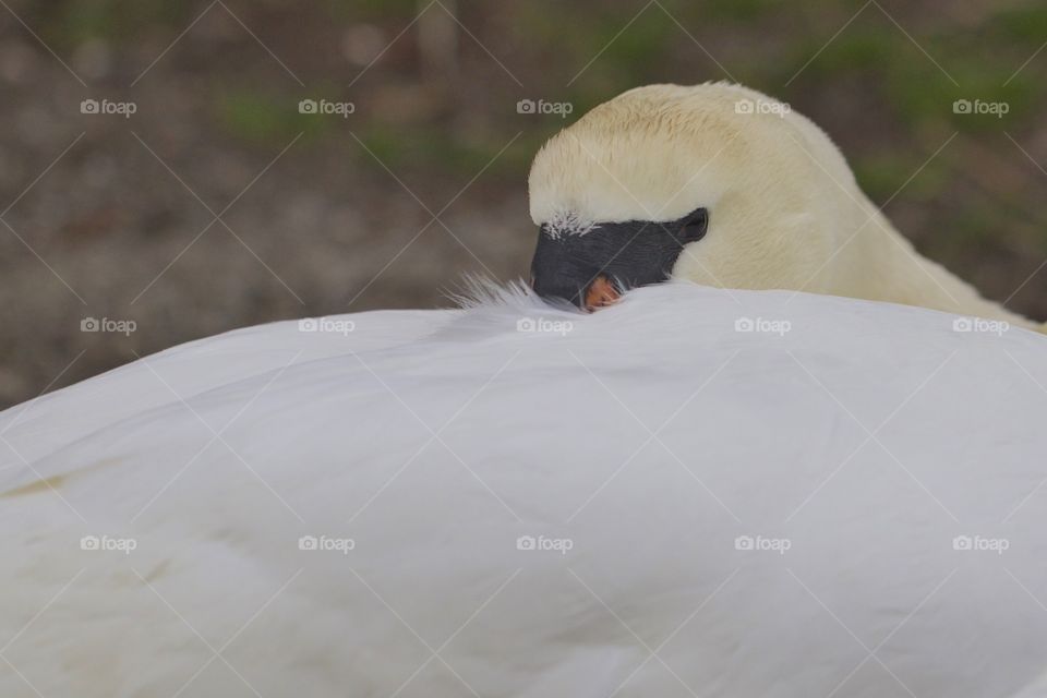 Extreme close-up of a swan