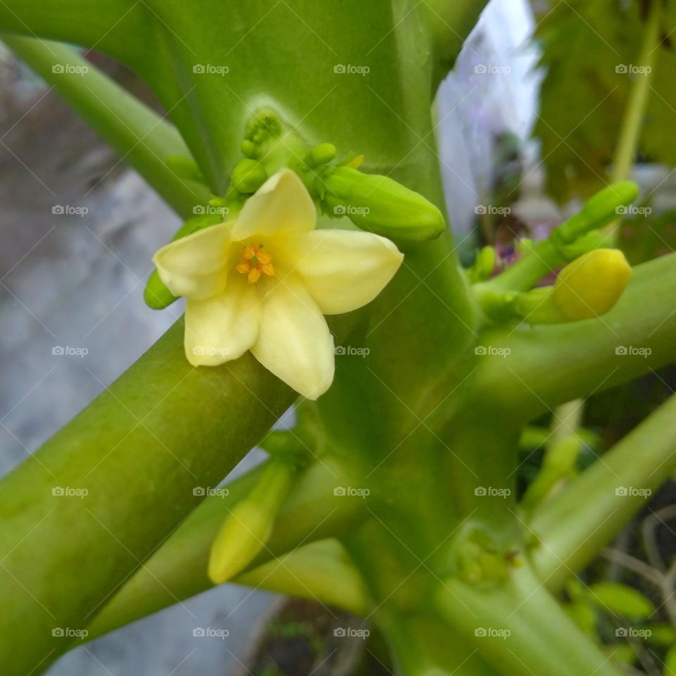 Papaya flower on the garden