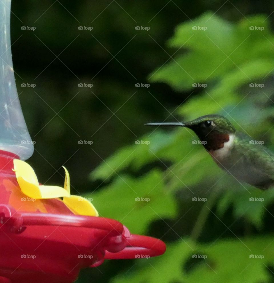 Hummingbird in mid flight a about to feed on red and yellow feeder.