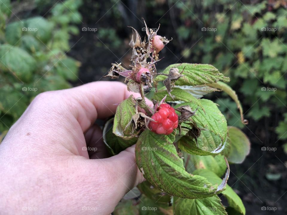 Raspberry in the garden 