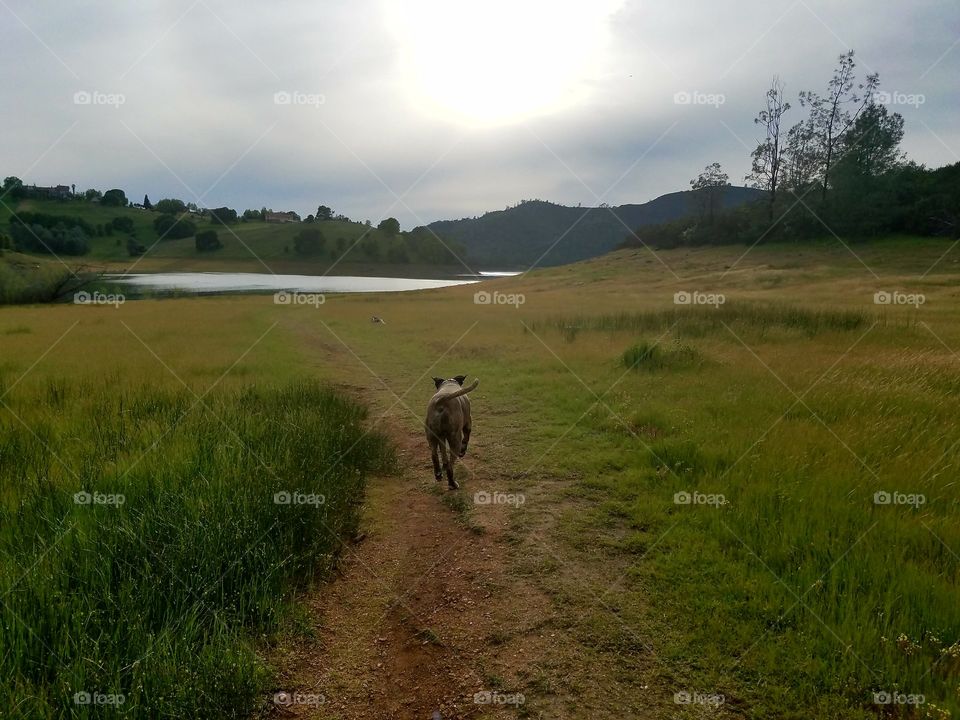 Thor on a walkabout to the lake!