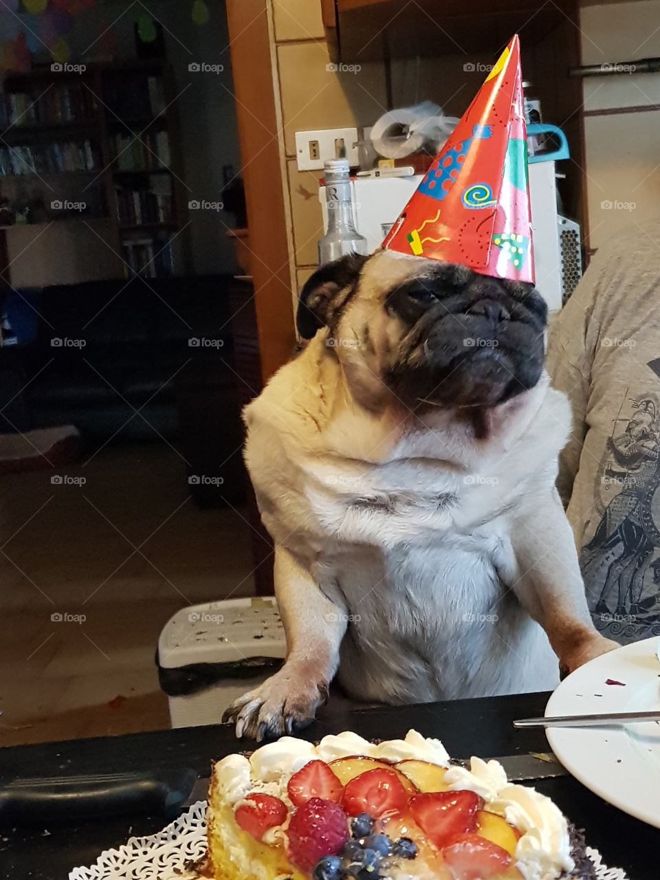 Pug Happy Birthday