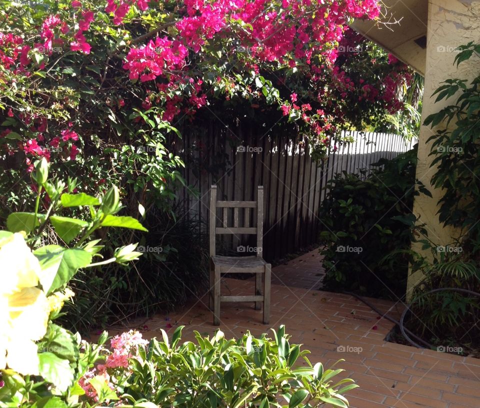 Old chair in the garden with bougainvillea 