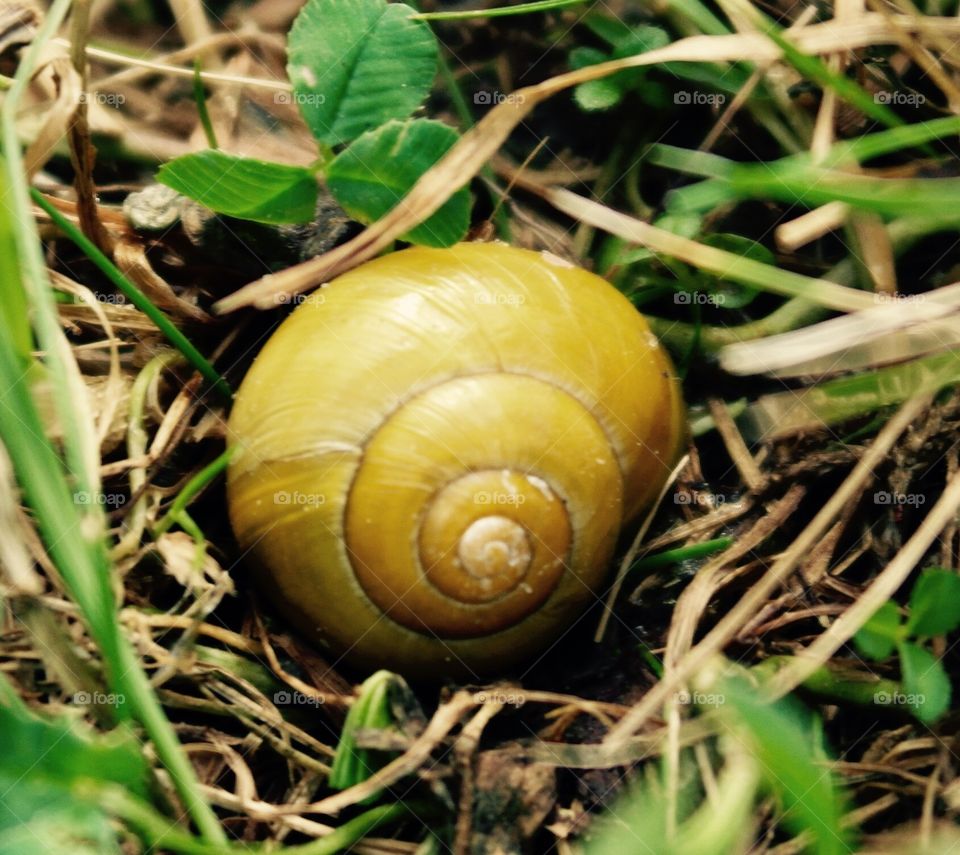 Snail