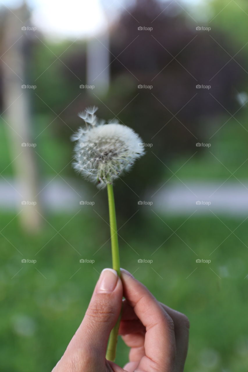 Flower close up 