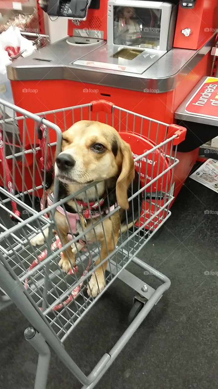 dog inside shopping cart