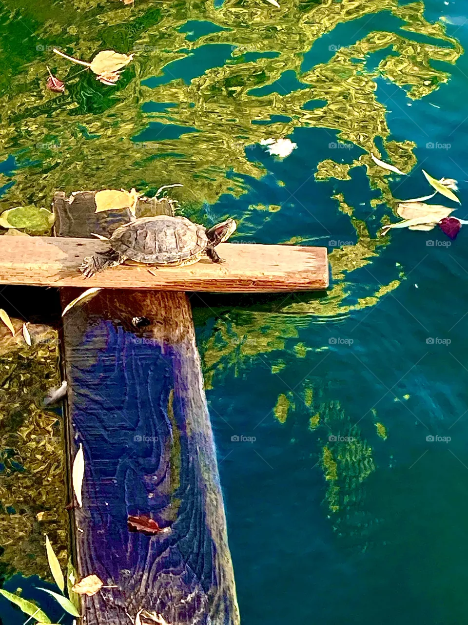 Turtle basking in the sun at the pond 
