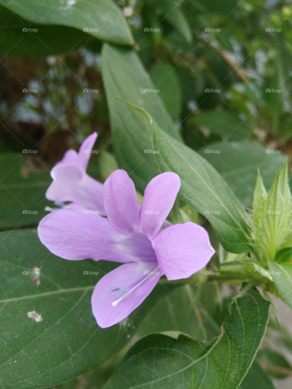flower