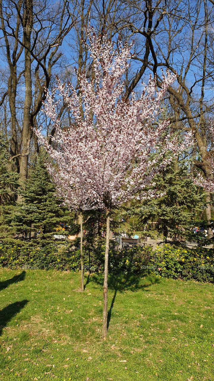 Bloom tree