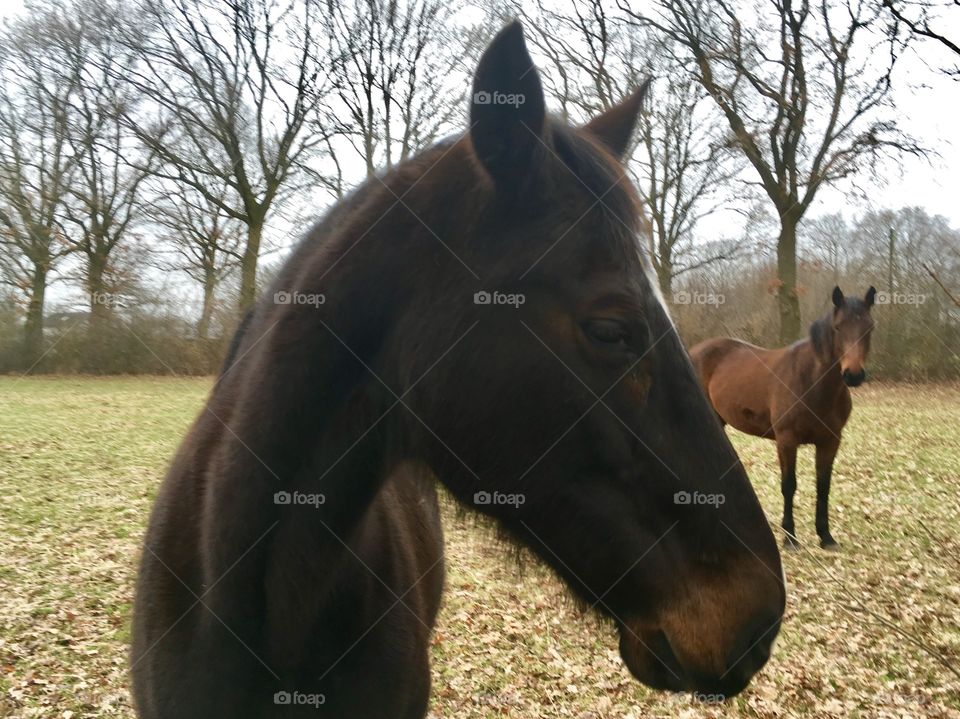 Spring. Horses. Outskirts of Hamburg