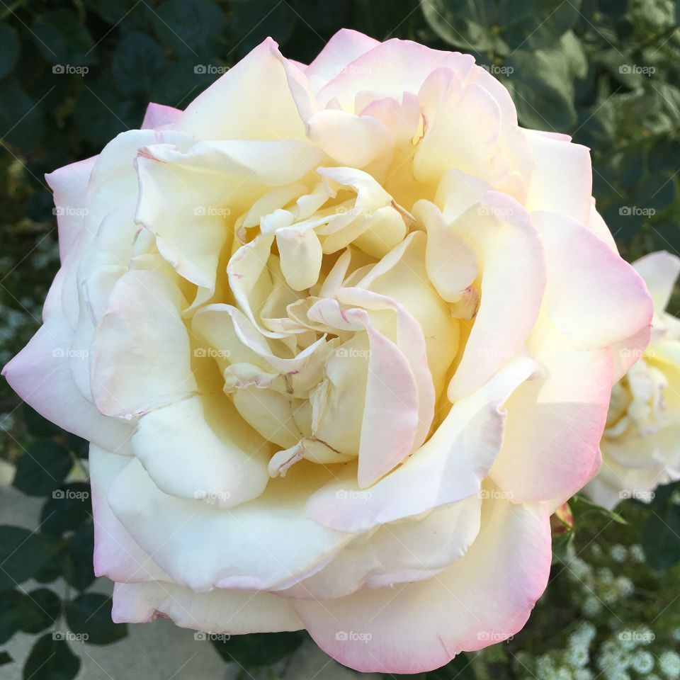 Rose, Flower, Love, Wedding, Romance