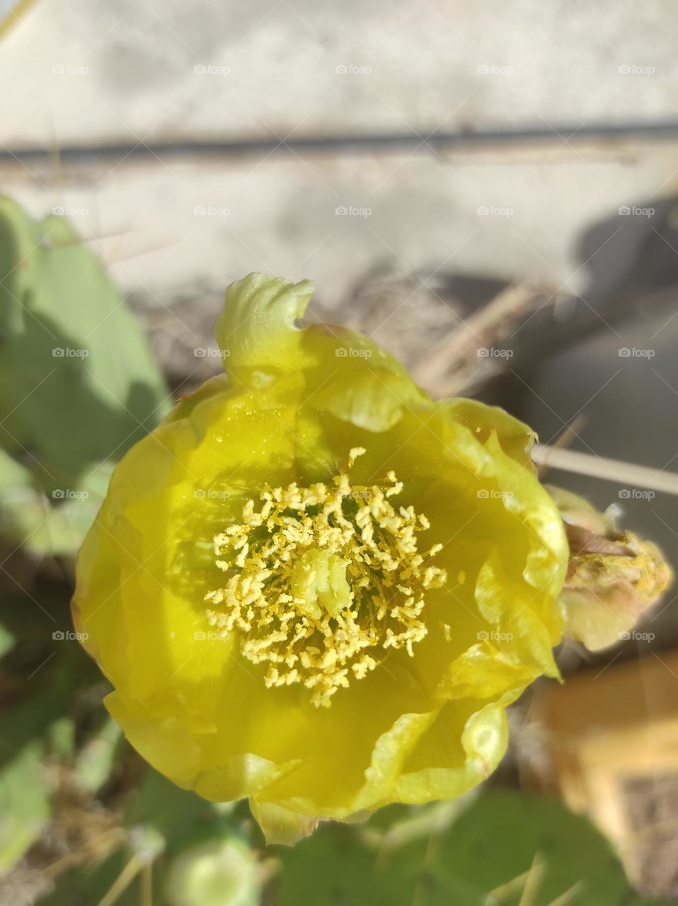 Cactus Flower