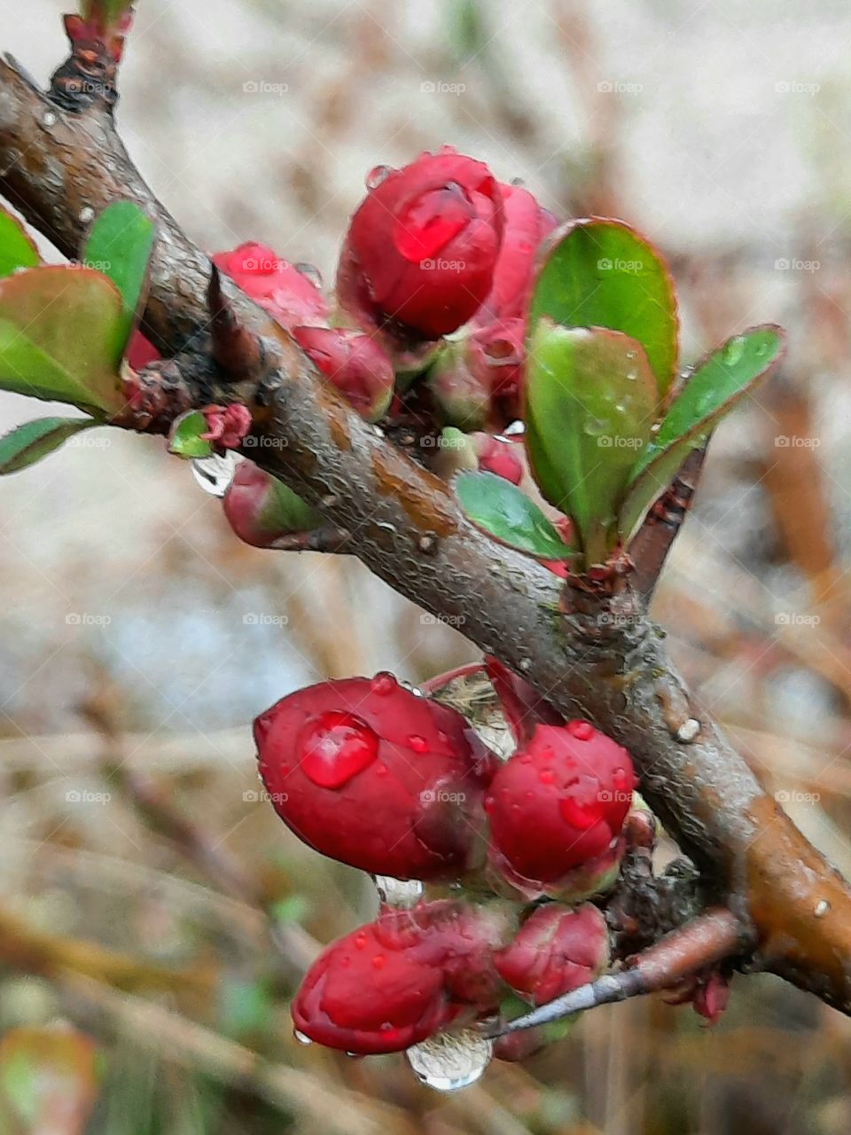 raindrops  on red buds of quince