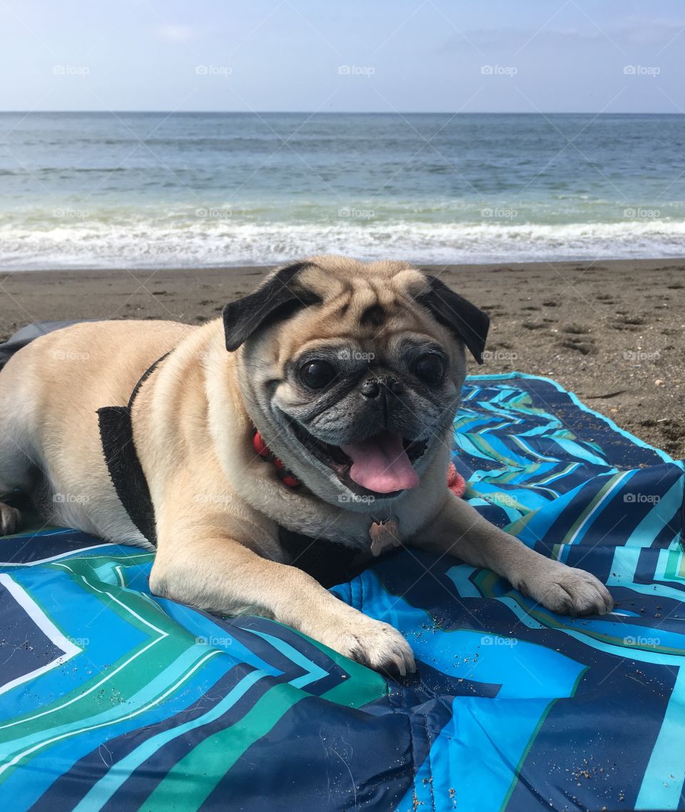 Pug loves going to the beach! 