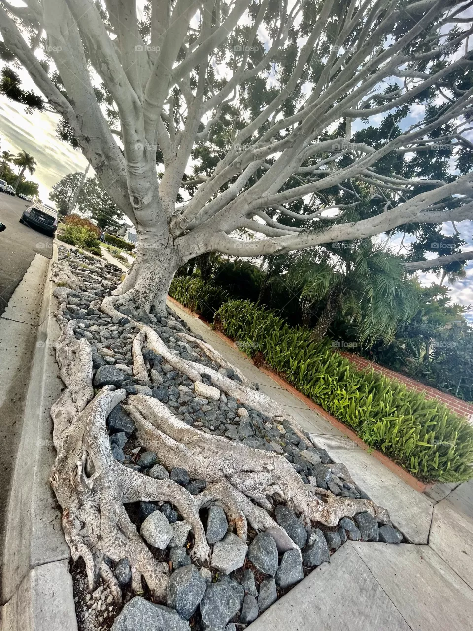 Roots 