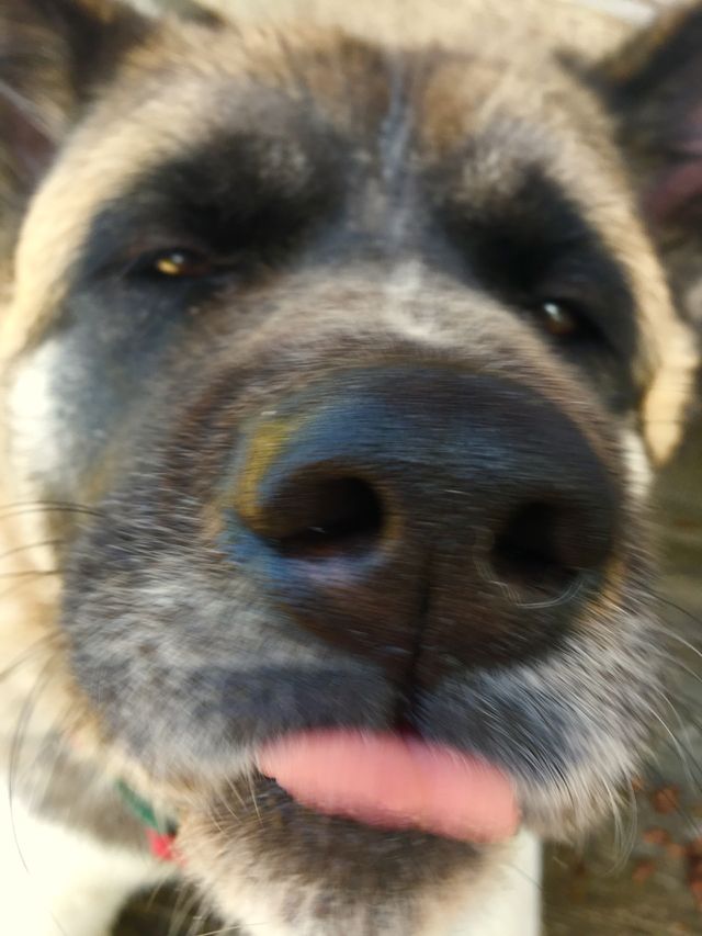 Akita Dog
