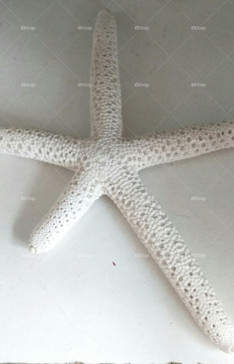 White Starfish ocean life