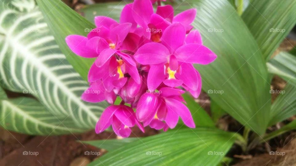 Orchid follower