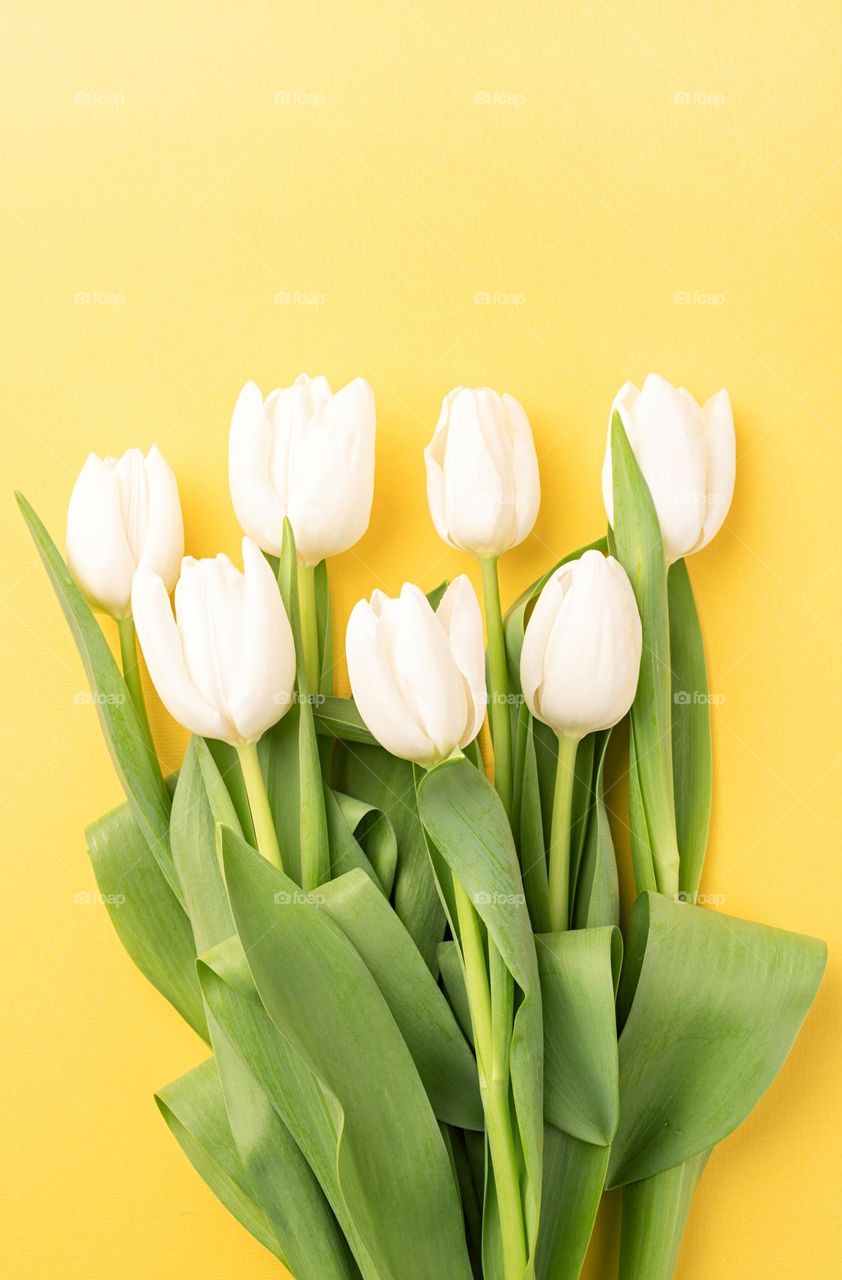 white tulips