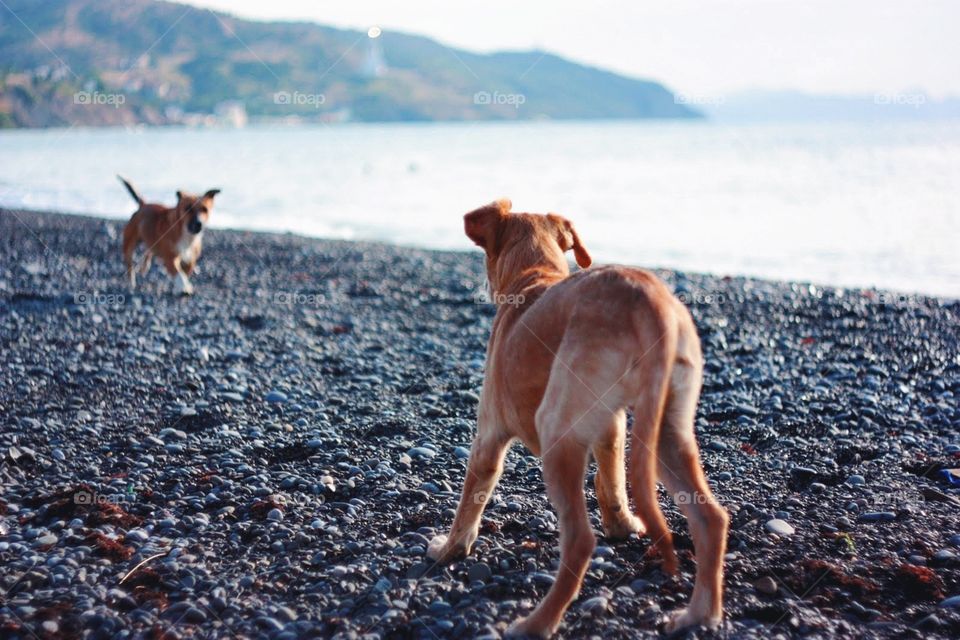 Dogs at the beach