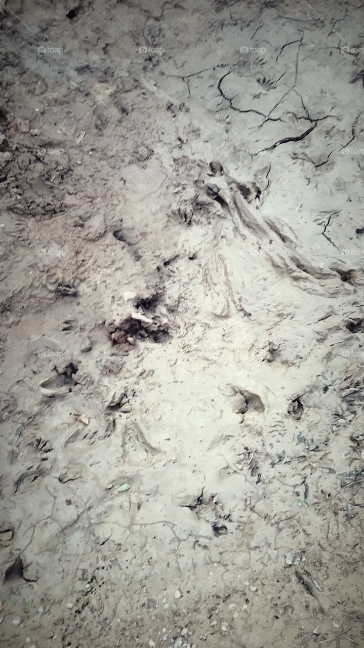 racoon tracks
