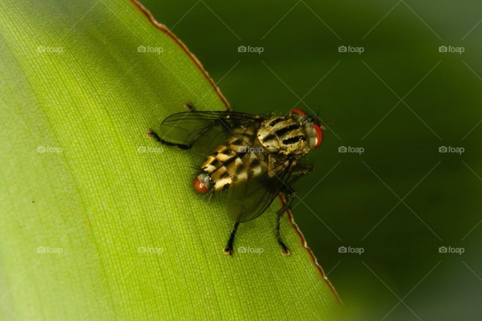 Big Fly Macro