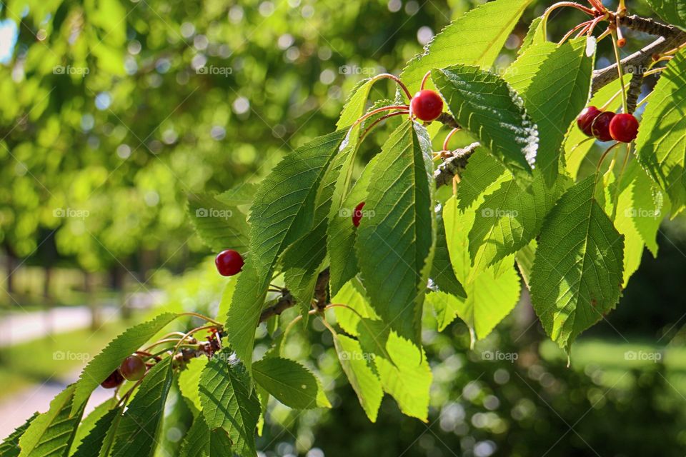 Cherry branch 