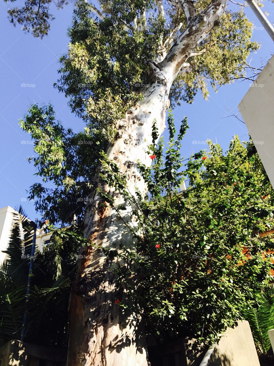 Tree-leaves-Sky