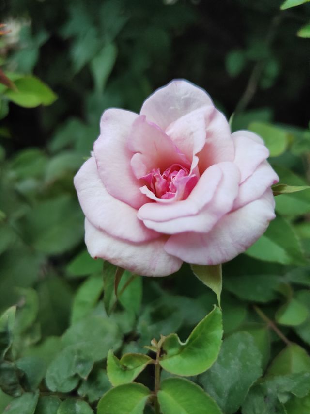 beautiful flower