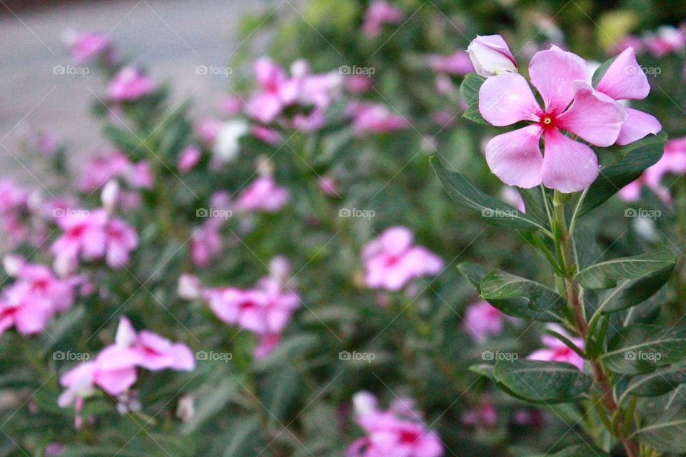 Garden of Five Senses #1. Garden of Five Senses, New Delhi, India