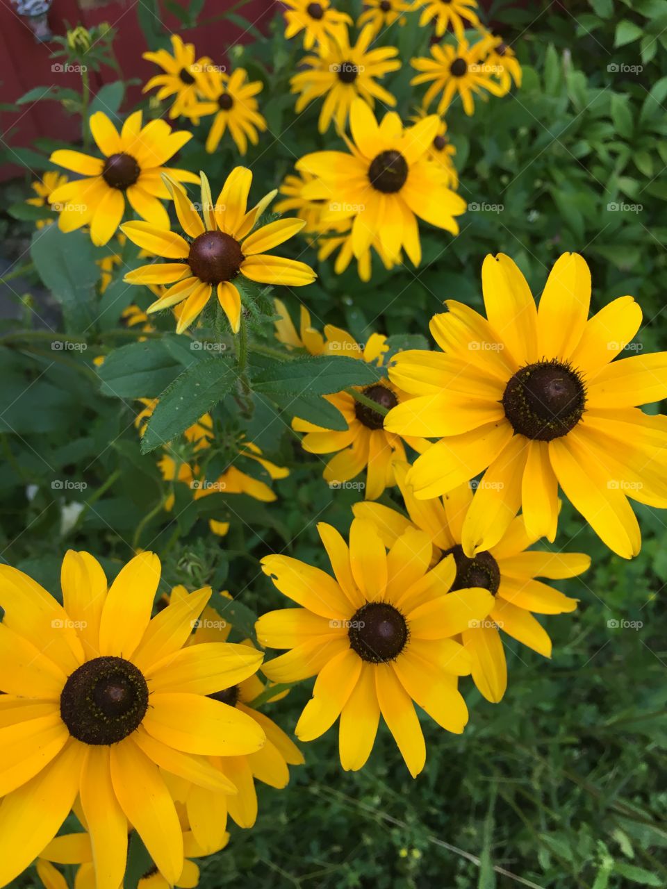 Yellow brown-eyed susans