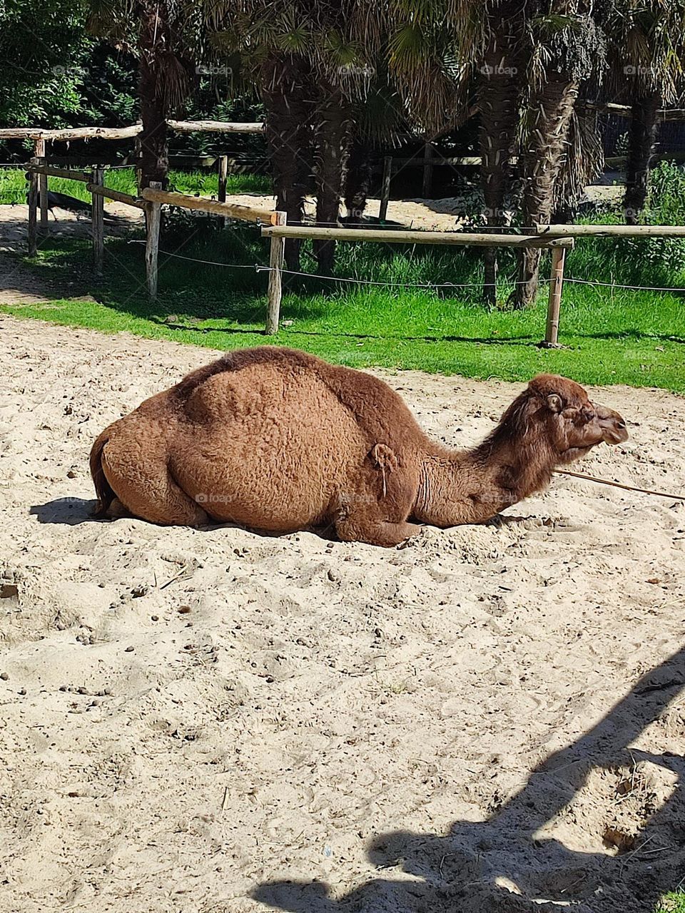 chameau , dromadaire , sable , brun , zoo