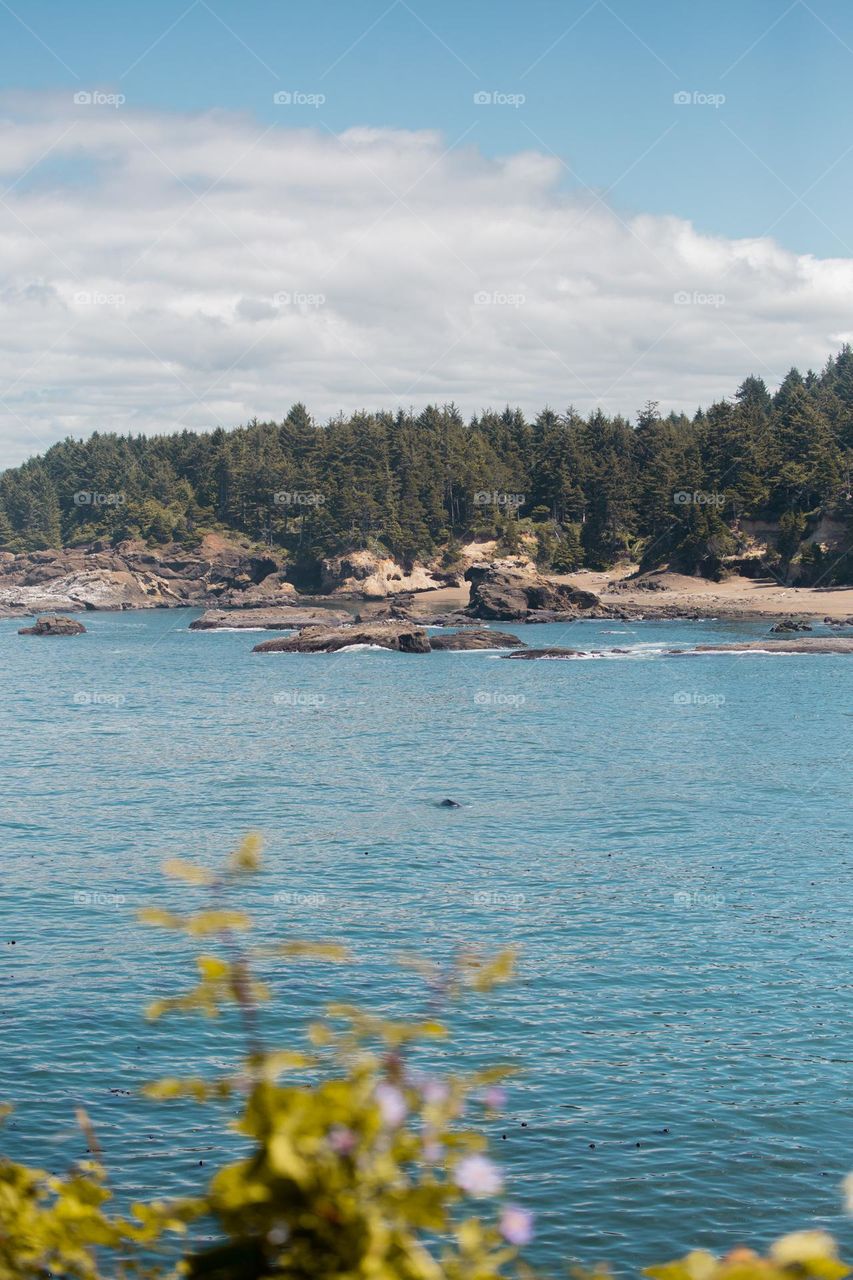 Whales at the Oregon Coast