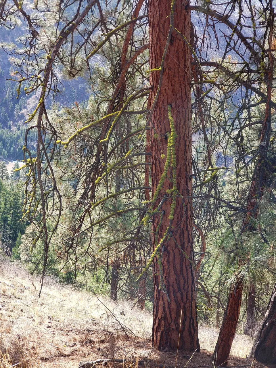 spring trees