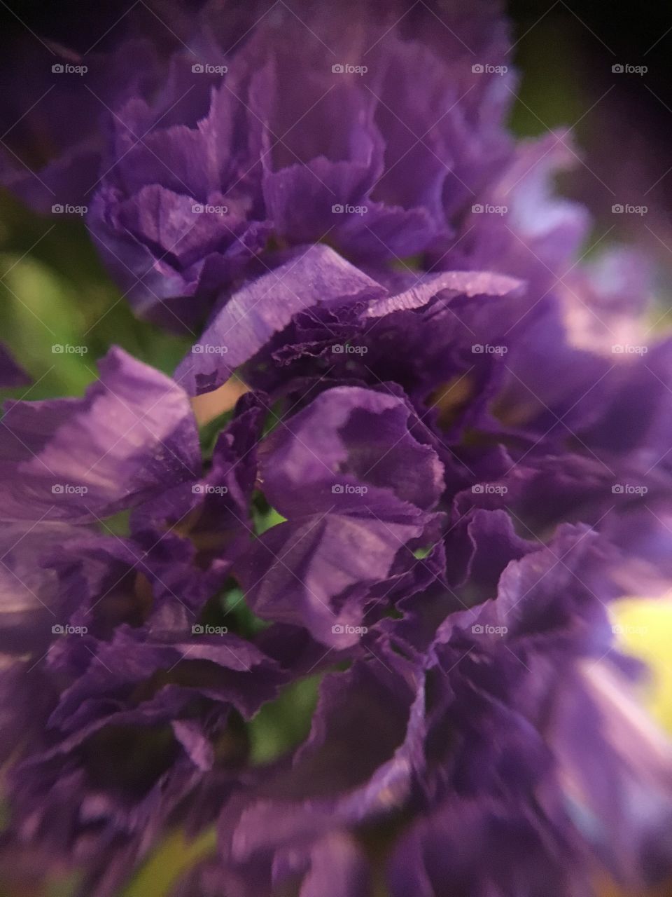 Purple macro shot 