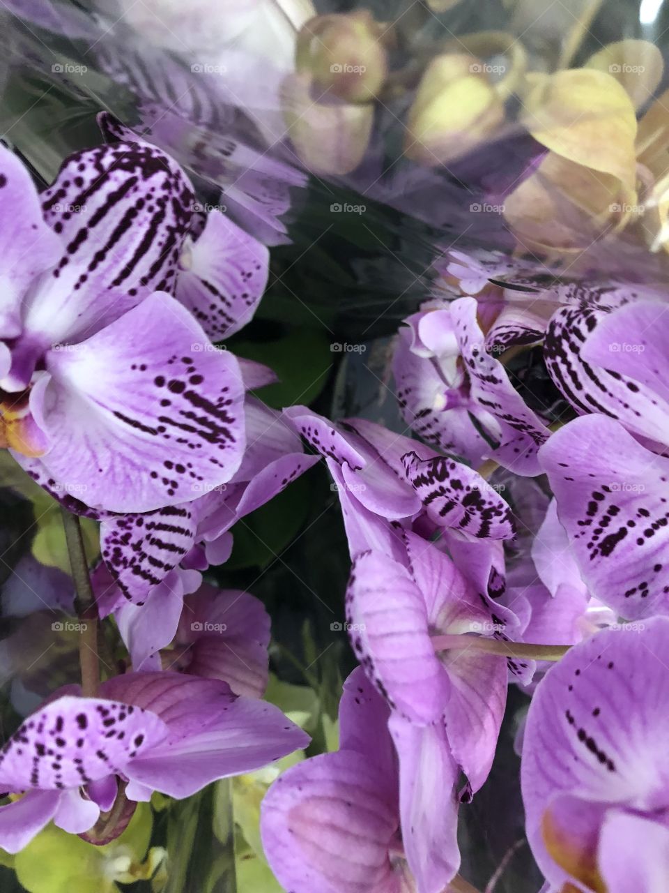  beautiful purple flowers