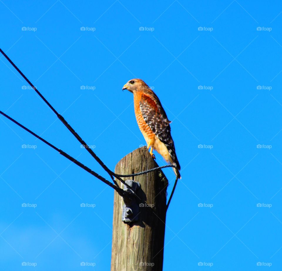 Red Tail Hawk perched on power pole
