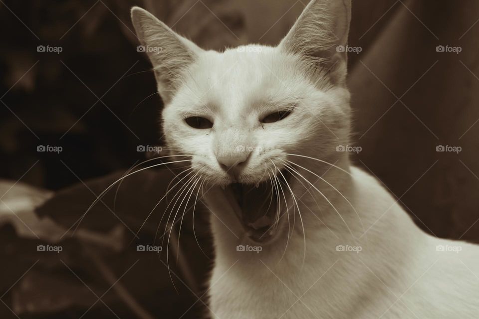 white cat // Nikon D3500