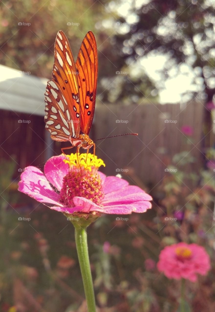 Monarch Butterfly